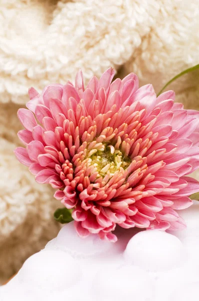 Soap and chrysanthemum — Stok fotoğraf