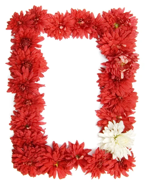 Cornice di crisantemo rosso — Foto Stock