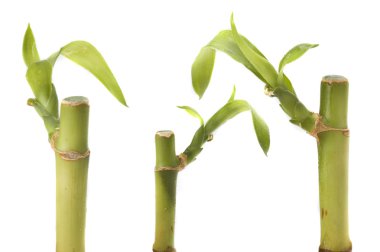 Bamboo sprout clipart