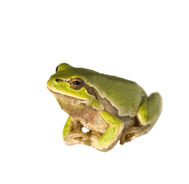 Green Tree Frog clipart