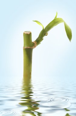 Bamboo sprout clipart