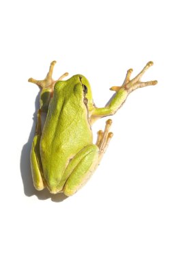 Green Tree Frog clipart