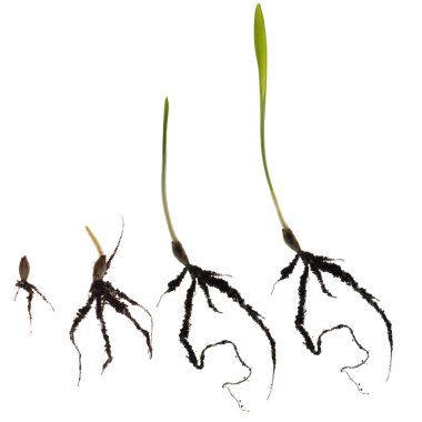 Growth wheat isolated clipart