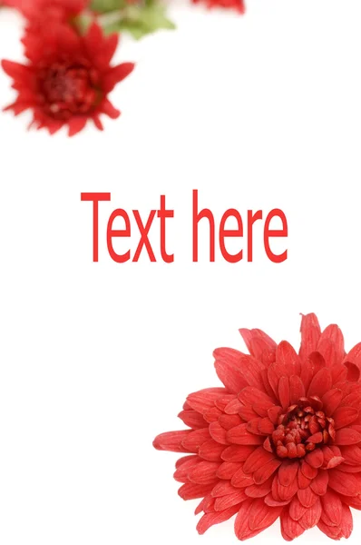 Red chrysanthemum layout — Stock Photo, Image