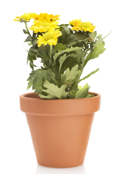 Vasos de plantas — Fotografia de Stock