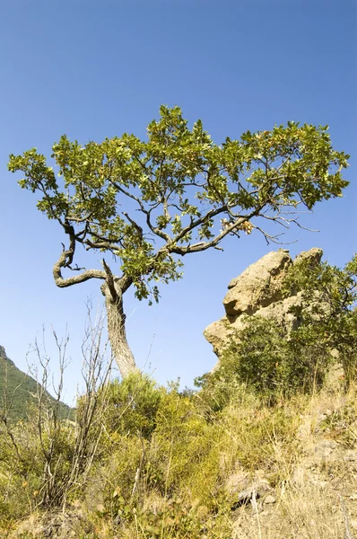 Jedno drzewo — Darmowe zdjęcie stockowe