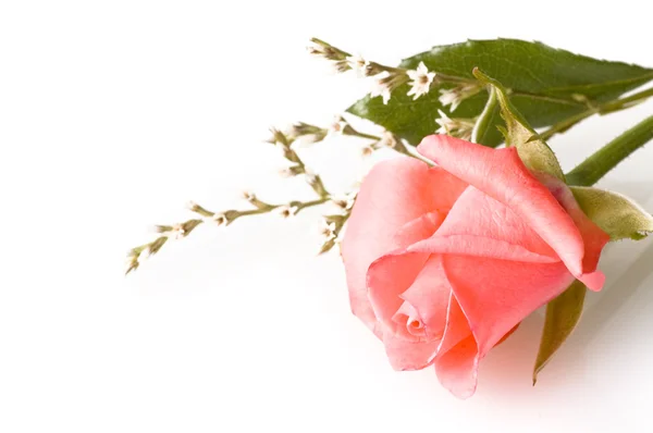 Rose pe alb — Fotografie, imagine de stoc
