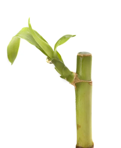 发芽的竹子 — 图库照片
