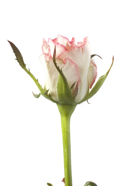 Rosa sobre blanco —  Fotos de Stock