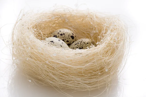 Eggs in nest — Stock Photo, Image