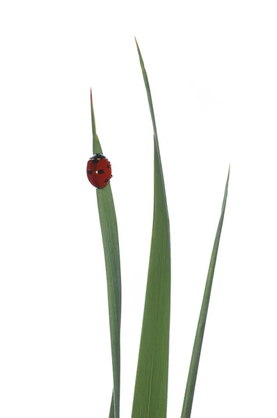 Green grass with ladybird — Stock Photo, Image