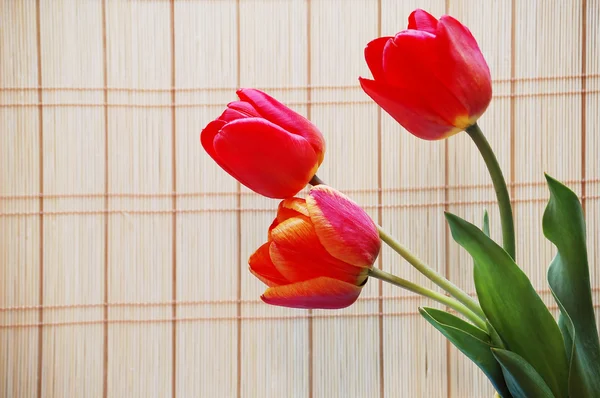 Három piros tulipán — Stock Fotó