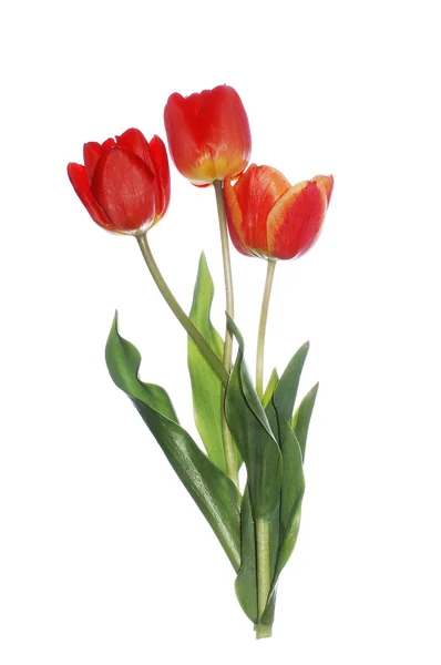 Три червоні тюльпани зі стеблом на білому — стокове фото