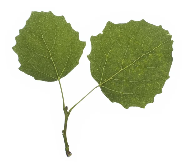 Close-up de folhas de álamo branco verde no branco — Fotografia de Stock