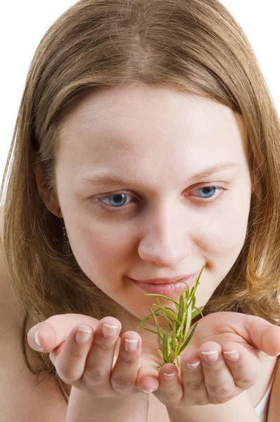 Medicina herbácea: alecrim — Fotografia de Stock