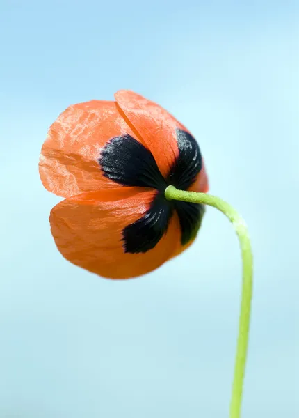 Red poppy flower — Free Stock Photo