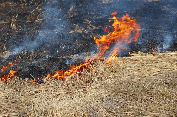 Erdő tűzvész산림 화재 — ingyenes stock fotók