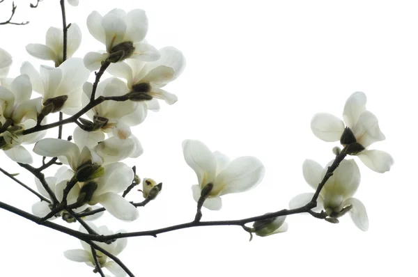 Magnolia οφθαλμός — Φωτογραφία Αρχείου