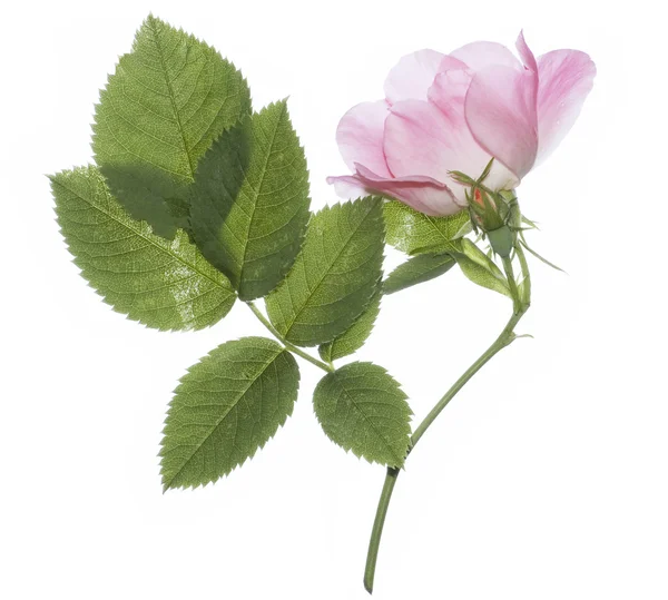 Dog rose isolated — Stock Photo, Image