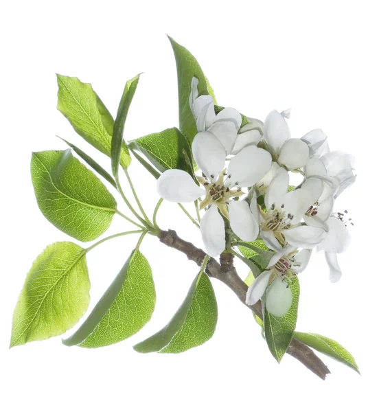 Pear flowers isolated — Stock Photo, Image