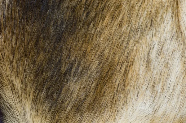 stock image Fur background