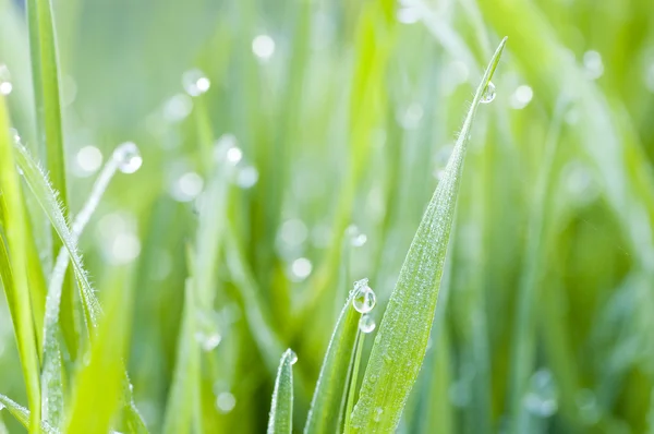 Grass with drop background — Stock Photo, Image