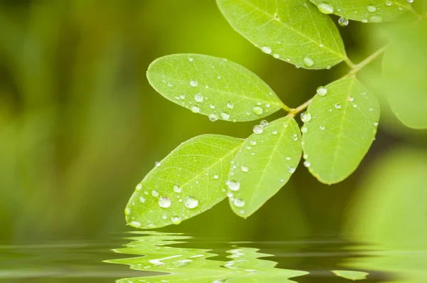 Löv och vatten — Stockfoto
