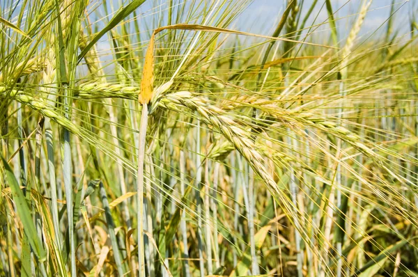 Fondo de trigo — Foto de Stock