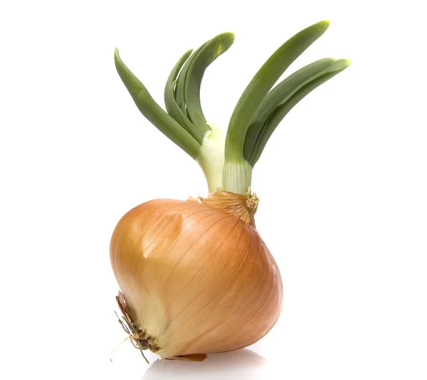 Onion sprout Royalty Free Stock Photos