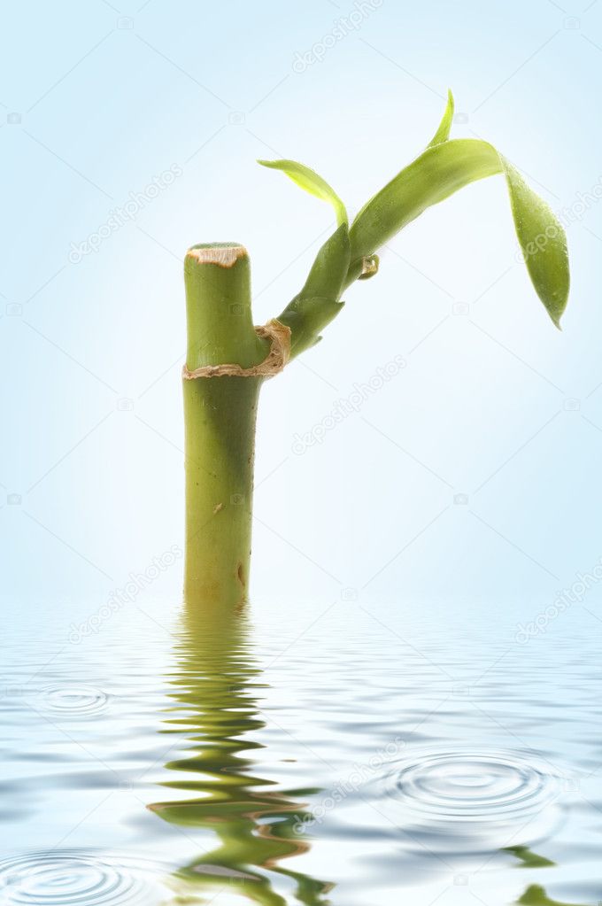 Bamboo sprout