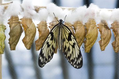 Butterfly and chrysalis clipart