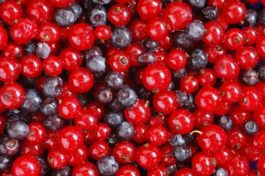 Red currants and bilberries background clipart