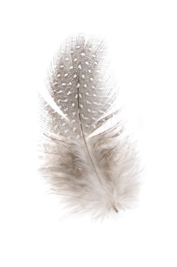 Single feather on white clipart