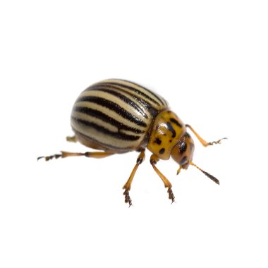 Potato beetle clipart