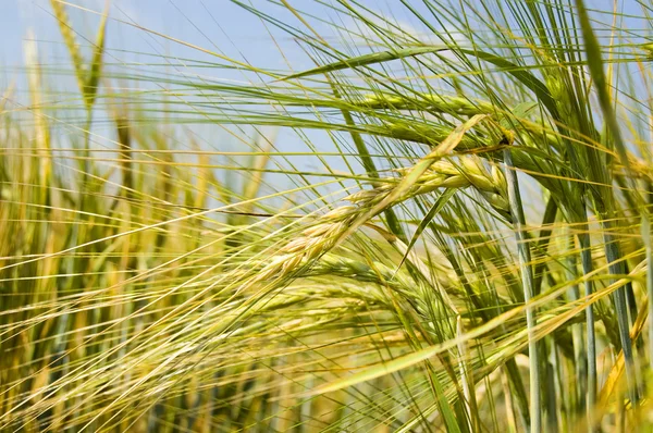 Primer plano del trigo — Foto de stock gratis