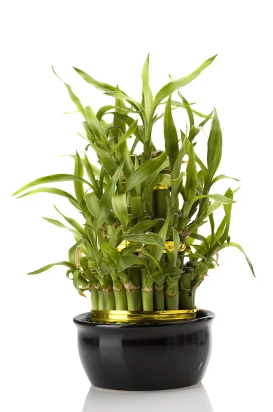 Vaso da fiori di bambù — Foto Stock