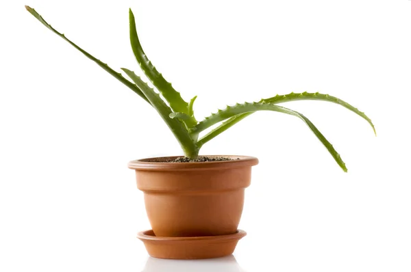 Aloe vera blomkruka — Stockfoto