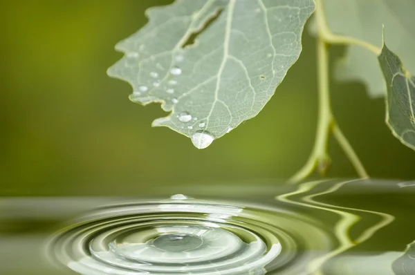 葉と水 — ストック写真