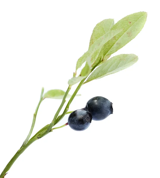 Bilberry isolated — Stock Photo, Image