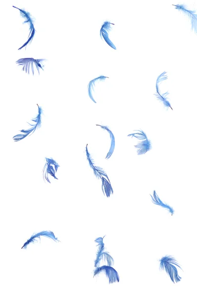 Single feather on white — Stock Photo, Image
