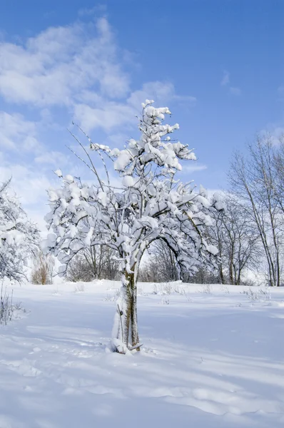 Arborele de iarnă — Fotografie, imagine de stoc