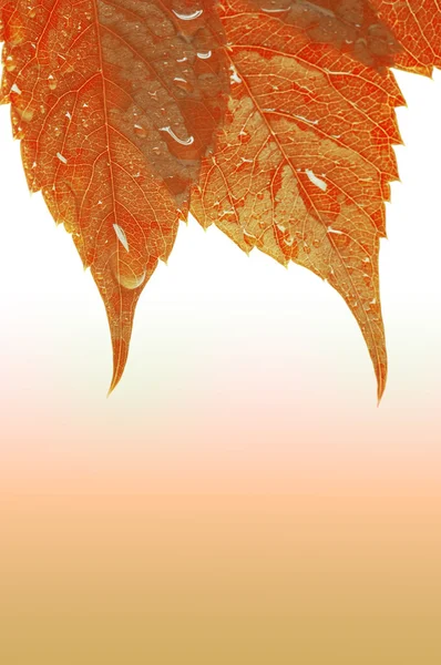 Осіннє листя макета — стокове фото