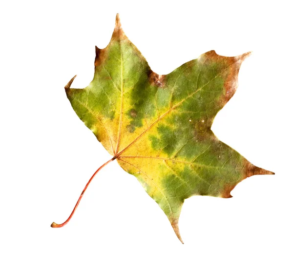 Podzimní listí, samostatný — Stock fotografie