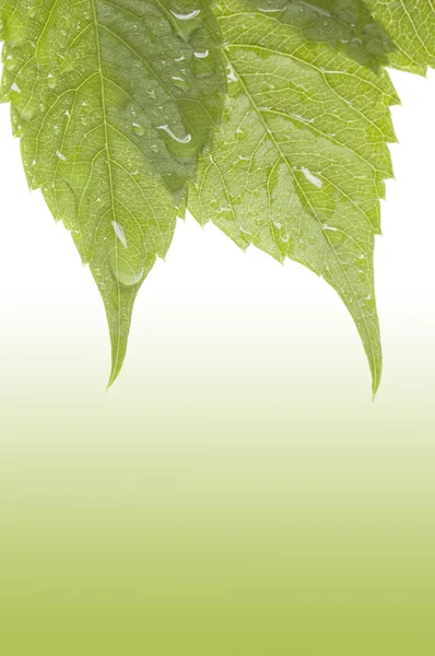Green leaves layout — Stock Photo, Image
