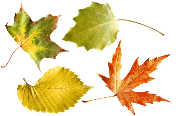 Podzimní listí izolované — Stock fotografie
