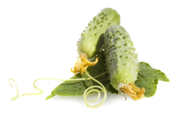Cucumbers isolated — Stock Photo, Image