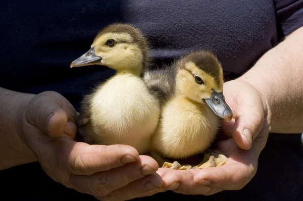 Ducklings in hands — Stock Photo, Image