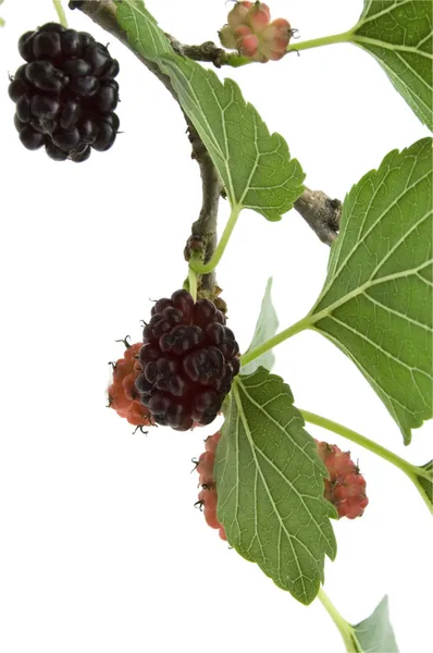 Mulberry gren på vit — Stockfoto