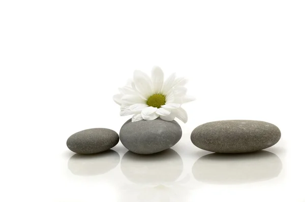 Üç taş ve beyaz çiçek — Stok fotoğraf