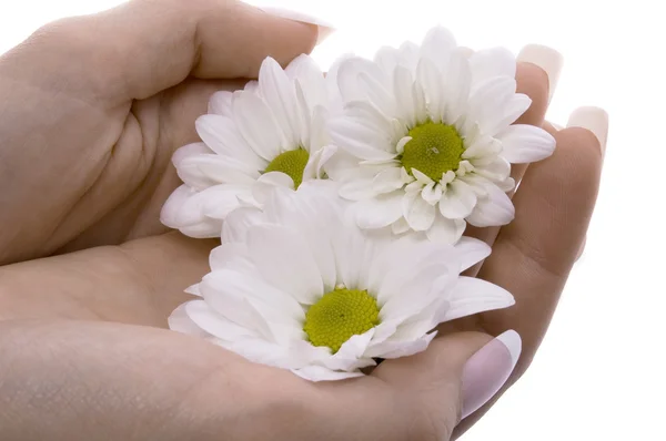 Жіноча рука з квітами — стокове фото